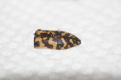 Acmaeodera mixta