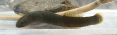 Luciogobius ryukyuensis