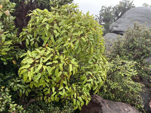 Polyscias willmottii observed 2025-07-06