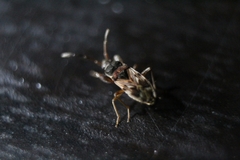 Scolopostethus thomsoni