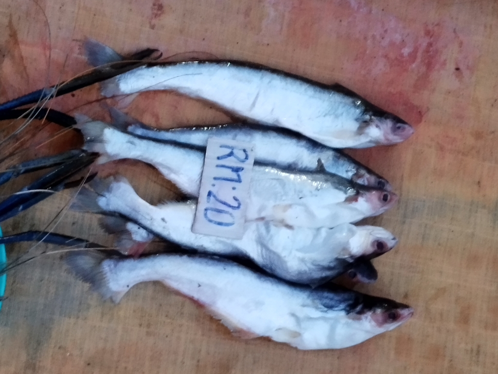 Manytooth shark catfish (Pangasius polyuranodon) — Pangasiidae