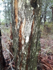 Lophostemon suaveolens