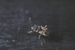 Scolopostethus thomsoni