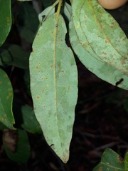 Lophostemon suaveolens