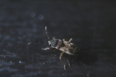 Scolopostethus thomsoni