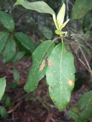 Lophostemon suaveolens