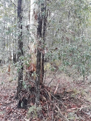 Lophostemon suaveolens