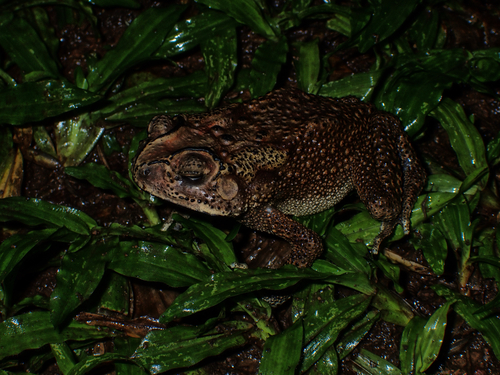 Duttaphrynus melanostictus