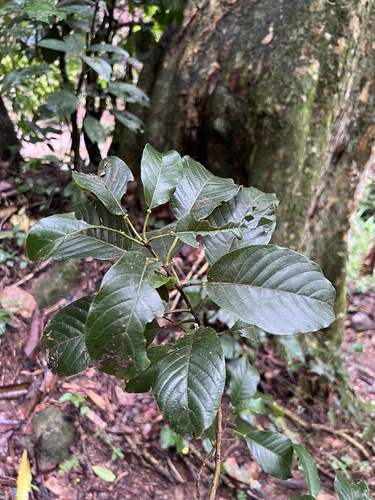 Terminalia acuminata