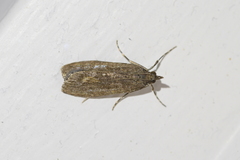 Eudonia submarginalis