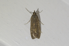 Eudonia submarginalis