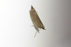 Eudonia submarginalis