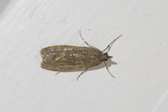 Eudonia submarginalis