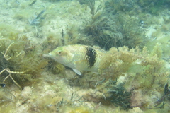 Notolabrus tetricus