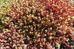 Crassula moschata