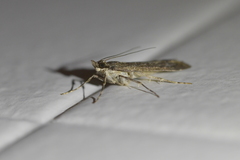 Eudonia submarginalis