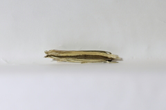 Erechthias stilbella