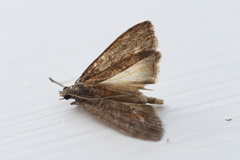 Eudonia submarginalis