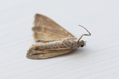 Eudonia submarginalis