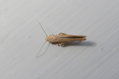 Stathmopoda skelloni