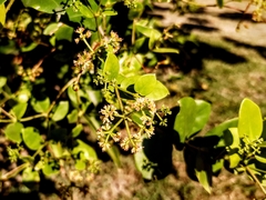 Magnoliopsida
