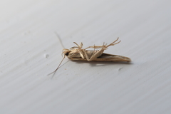 Stathmopoda skelloni