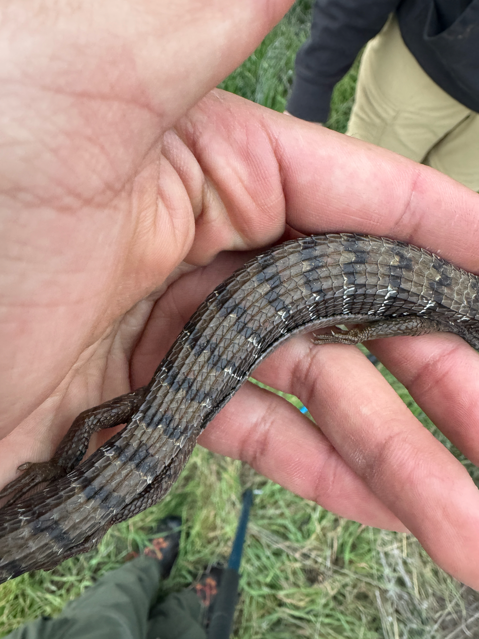 Elgaria multicarinata (Blainville, 1835)