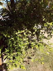 Magnoliopsida
