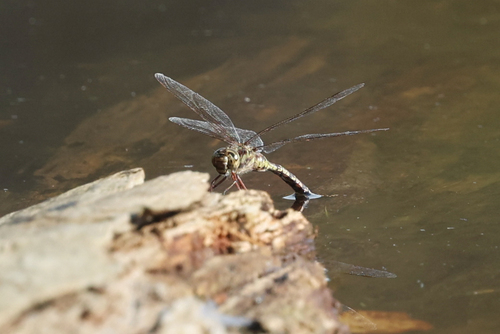 Mottled Darner photo 5