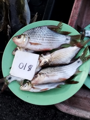 Barbel-less chemperas (Cyclocheilichthys apogon) — Cyprinidae
