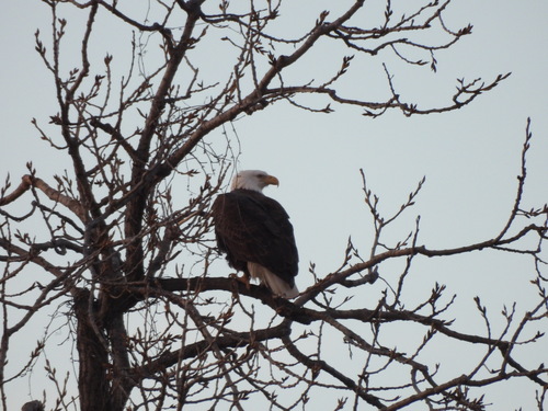Bald Eagle