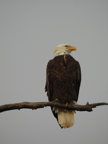 Bald Eagle