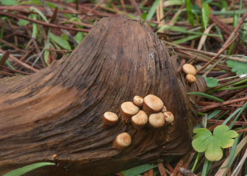 jellied bird's nest fungus
