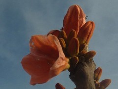 Brachychiton megaphyllus