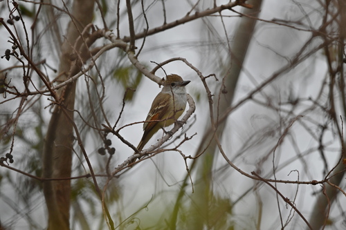 Brown-crested Flycatcher (Myiarchus tyrannulus), photo 4