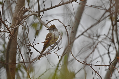 Brown-crested Flycatcher (Myiarchus tyrannulus), photo 5