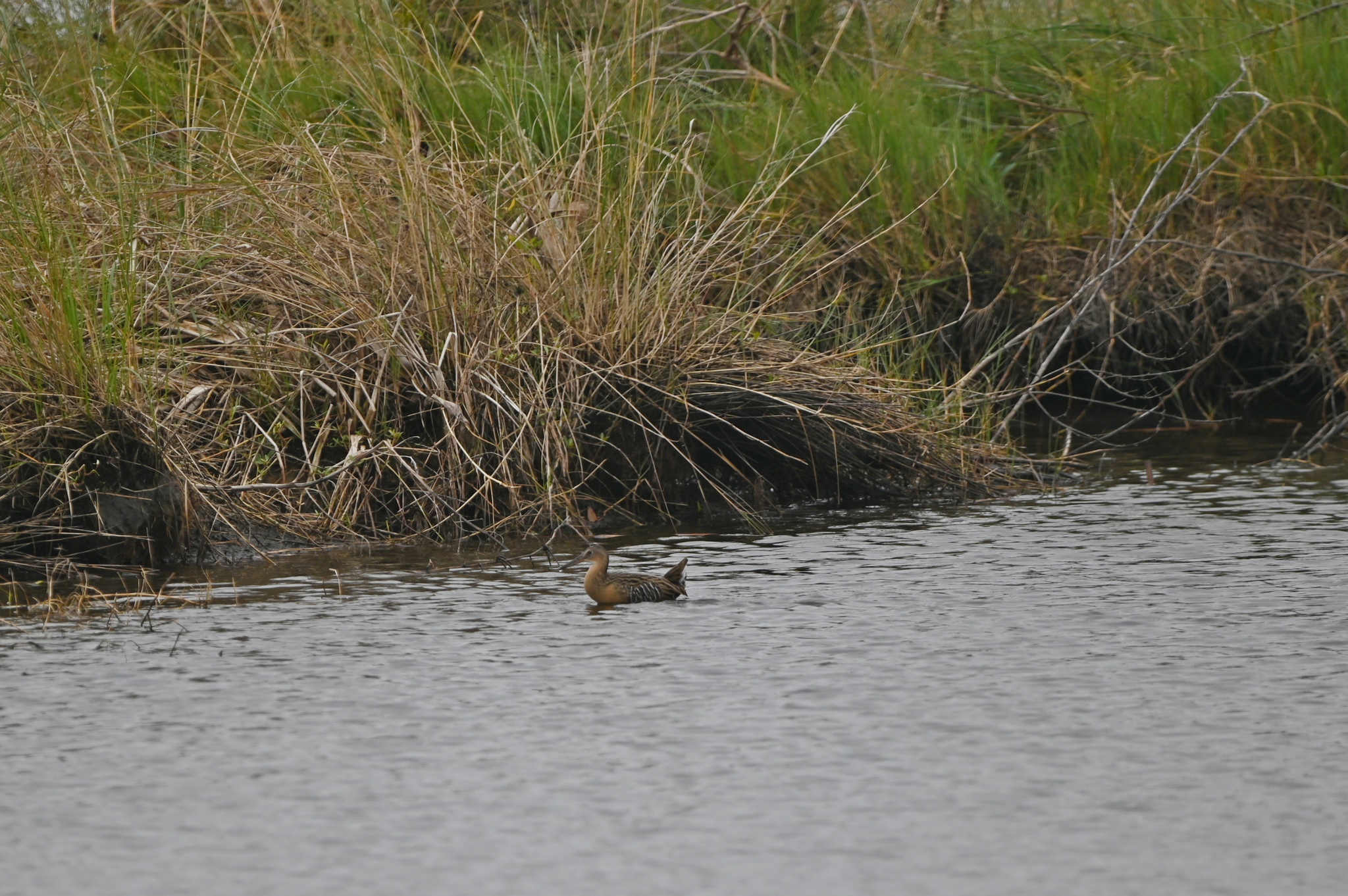 King Rail (Rallus elegans), photo 3
