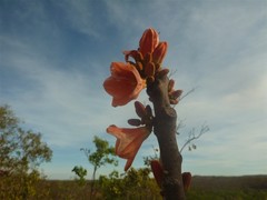 Brachychiton megaphyllus