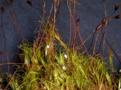 Distichium capillaceum