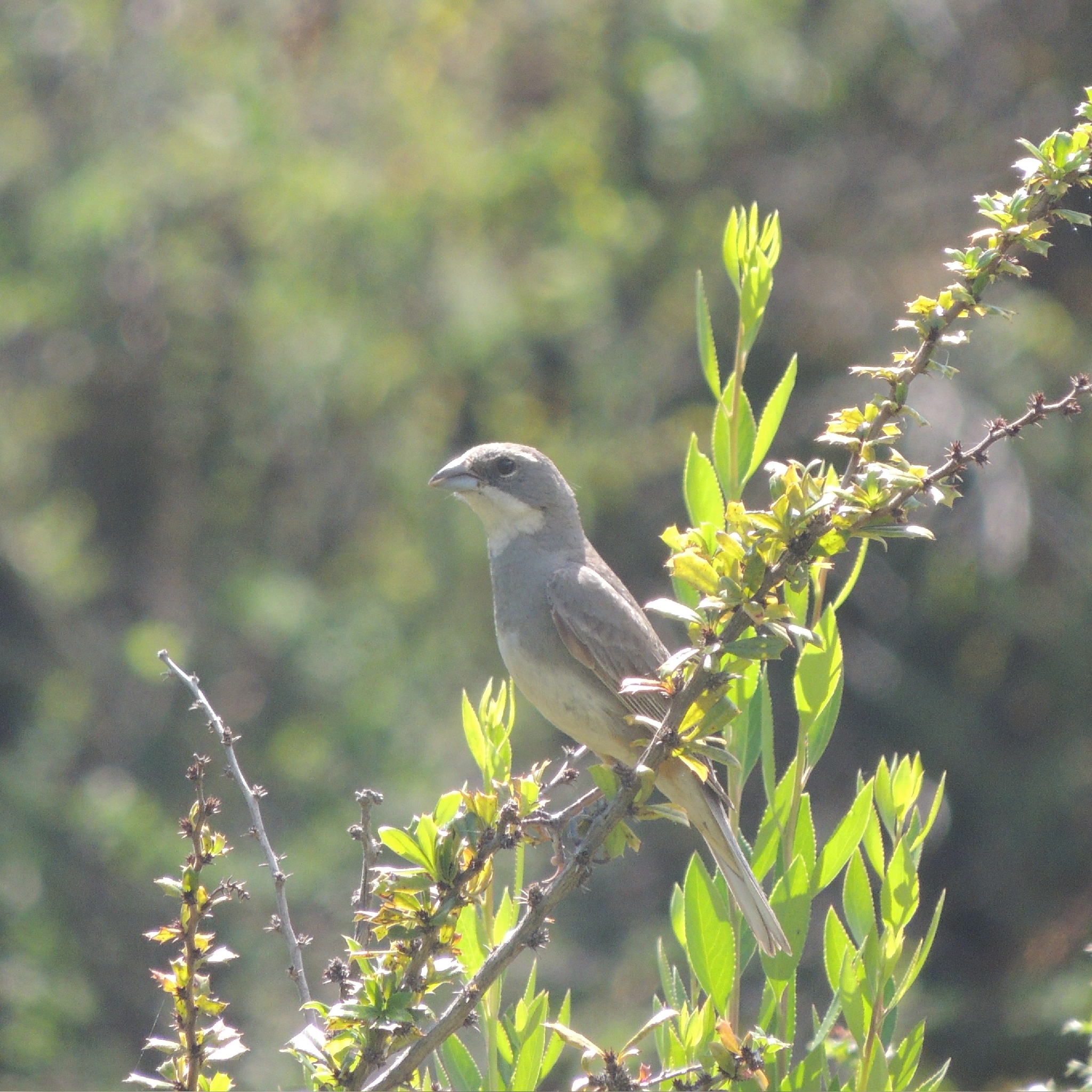 Diuca Finch (Diuca diuca), photo 3