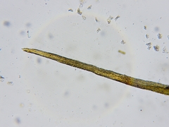 Distichium capillaceum