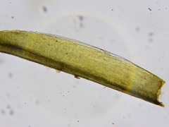 Distichium capillaceum