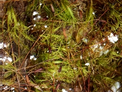 Distichium capillaceum