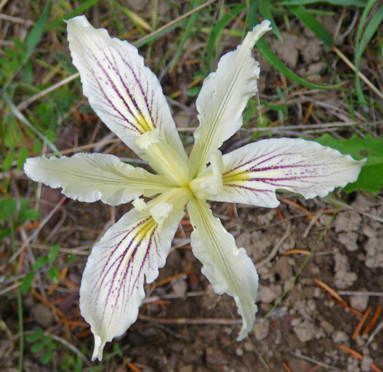 Iris purdyi