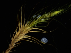 Distichium capillaceum