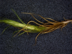 Distichium capillaceum