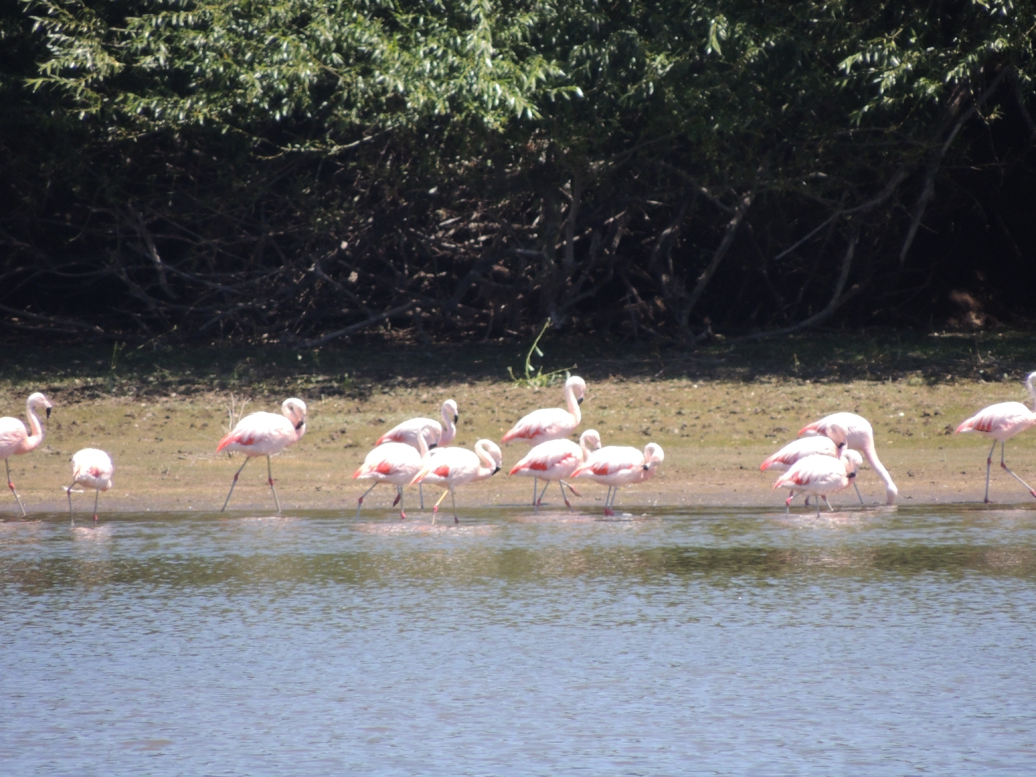 Chilean Flamingo (Phoenicopterus chilensis), photo 5