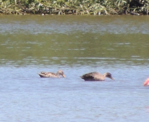 Yellow-billed Pintail (Anas georgica), photo 4