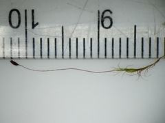 Distichium capillaceum