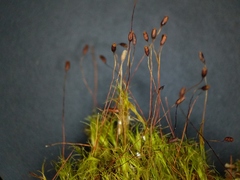 Distichium capillaceum